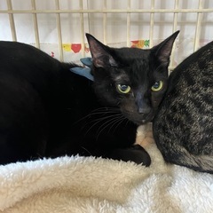人懐こい黒猫🐈‍⬛