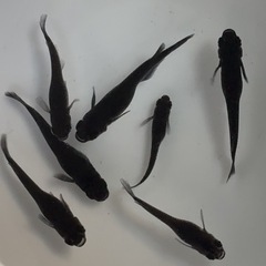  ②🌟1匹160円🌟🐦‍⬛漆黒のオロチめだか🌈成魚