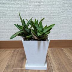 ②アロエ不夜城プランター３本植え