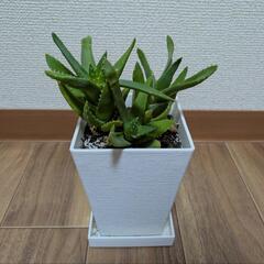 ①アロエ不夜城♪プランター３本植え