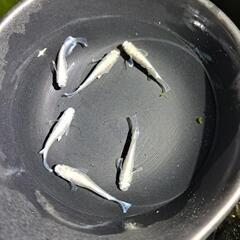 メダカ、グラムブルー