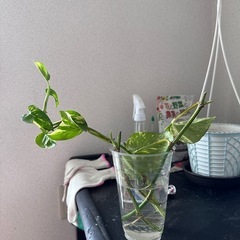 観葉植物

