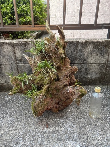 風蘭　流木　へご付け　富貴蘭