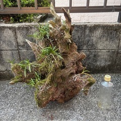 風蘭　流木　へご付け　富貴蘭　