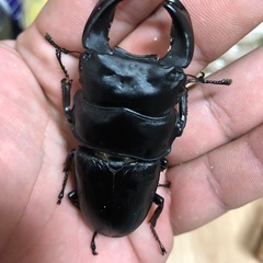 極太ホペイオオクワガタ　　ペア