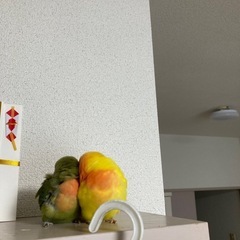 コザクラインコ　オス推定７歳　メス推定２歳