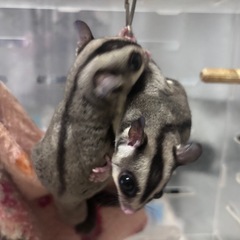 フクロモモンガ フクモモ 双子