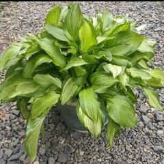 ギボウシ 苗 白斑 ★ ホスタ 擬宝珠 宿根草 多年草 植物 ガ...