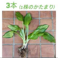 【受渡し決定 / まだ沢山あるので、欲しい方は別出品ページへ】ギボウシ 苗 白斑6本+緑メイン6本の画像