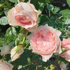 2024年新品種🌹ローブデコルテ🌹蕾付きバラ苗の画像