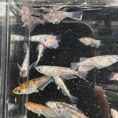 メダカ【紅玉】　１０匹の画像