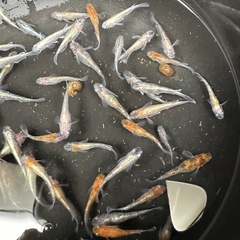 メダカ【紅玉】若魚　１０匹