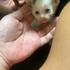 丸顔の静かめな子