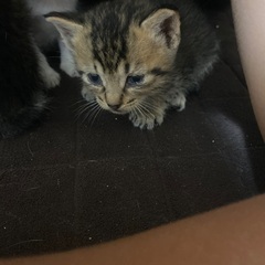 トラ猫