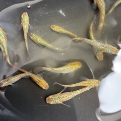 数量限定早いモノ勝ち！改良 メダカ　 サイシュウヘイキ　５匹 の画像