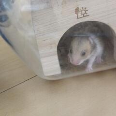 赤ちゃんハムスター