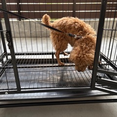 犬用ケージの画像