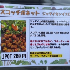 野菜の苗