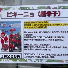 レアな野菜の苗の画像
