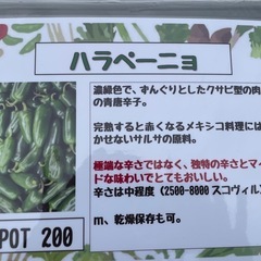 レアな野菜の苗の画像