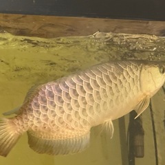 アロワナ・淡水魚・熱帯魚・大型魚を引き取りします！