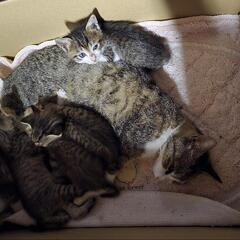 子猫7匹