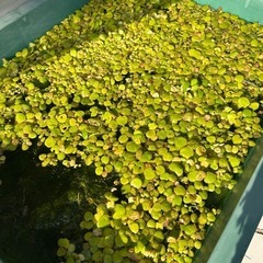 メダカさんの水草‪🌱‬