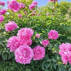 陽向カウンセリングルーム