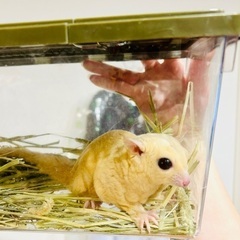 フクロモモンガ