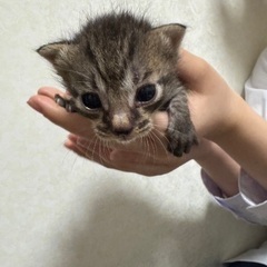 4匹の子猫募集です！