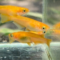 県外移転セール！楊貴妃メダカ稚魚サイズ30匹表示価格より半額！他...