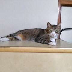 里親さん探しています。どうぞ此の子達を幸せに繋いで下さい 。体調...