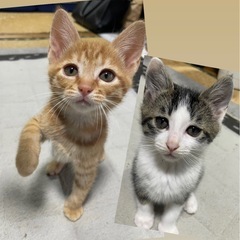 生後1ヶ月♡茶トラ•キジシロ♡可愛すぎる子猫