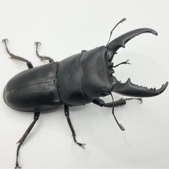 本土ヒラタクワガタ　京都府長岡京市野外品発送可能