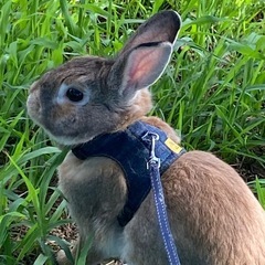 人もご飯も大好きな🐰