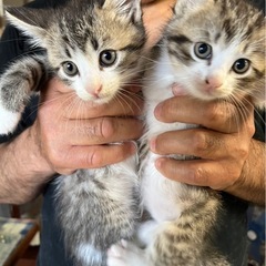 可愛い保護猫40匹！お問合せ多数でも対応します - 里親募集