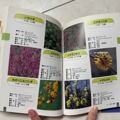 植村猶行監修　「花の名前ポケット辞典」　園芸　花の画像
