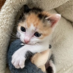 🩷ねぎまちゃんトライアル決定🩷