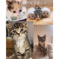 トーフ君もめん君ご予約決定🩵