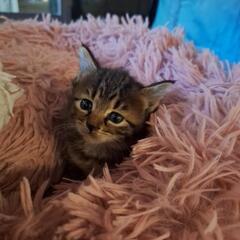 子猫里親さん募集