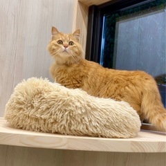 猫の捜索を手伝ってください