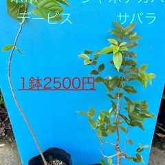ジャボチカバ　特選　四季なり植木
