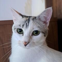 サイレントニャーします　甘え上手なミューナ　緑の目　小柄な成猫　...