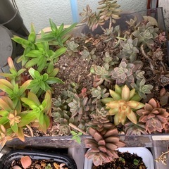 多肉植物の画像