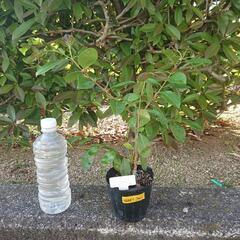ストロベリーグアバの苗木