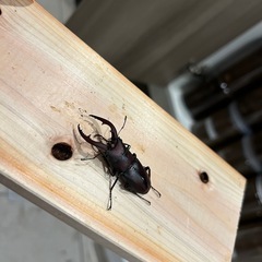 国産ノコギリクワガタ成虫④