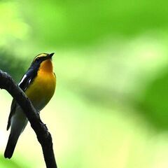【野鳥観察会】箱根　夏鳥観察会～おいしい空気を味わいながら…