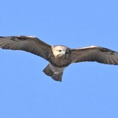 【野鳥観察会】箱根　夏鳥観察会～おいしい空気を味わいながら楽しくバードウォッチング！～ - イベント