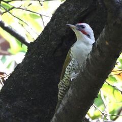 【野鳥観察会】箱根　夏鳥観察会～おいしい空気を味わいながら楽しくバードウォッチング！～ − 神奈川県