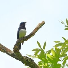 【野鳥観察会】箱根　夏鳥観察会～おいしい空気を味わいながら楽しくバードウォッチング！～ - 足柄下郡